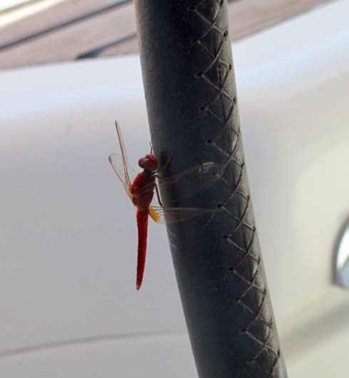 A dragonfly hitches a lift - it appeared when we were 30 miles from land, where had it been before that??